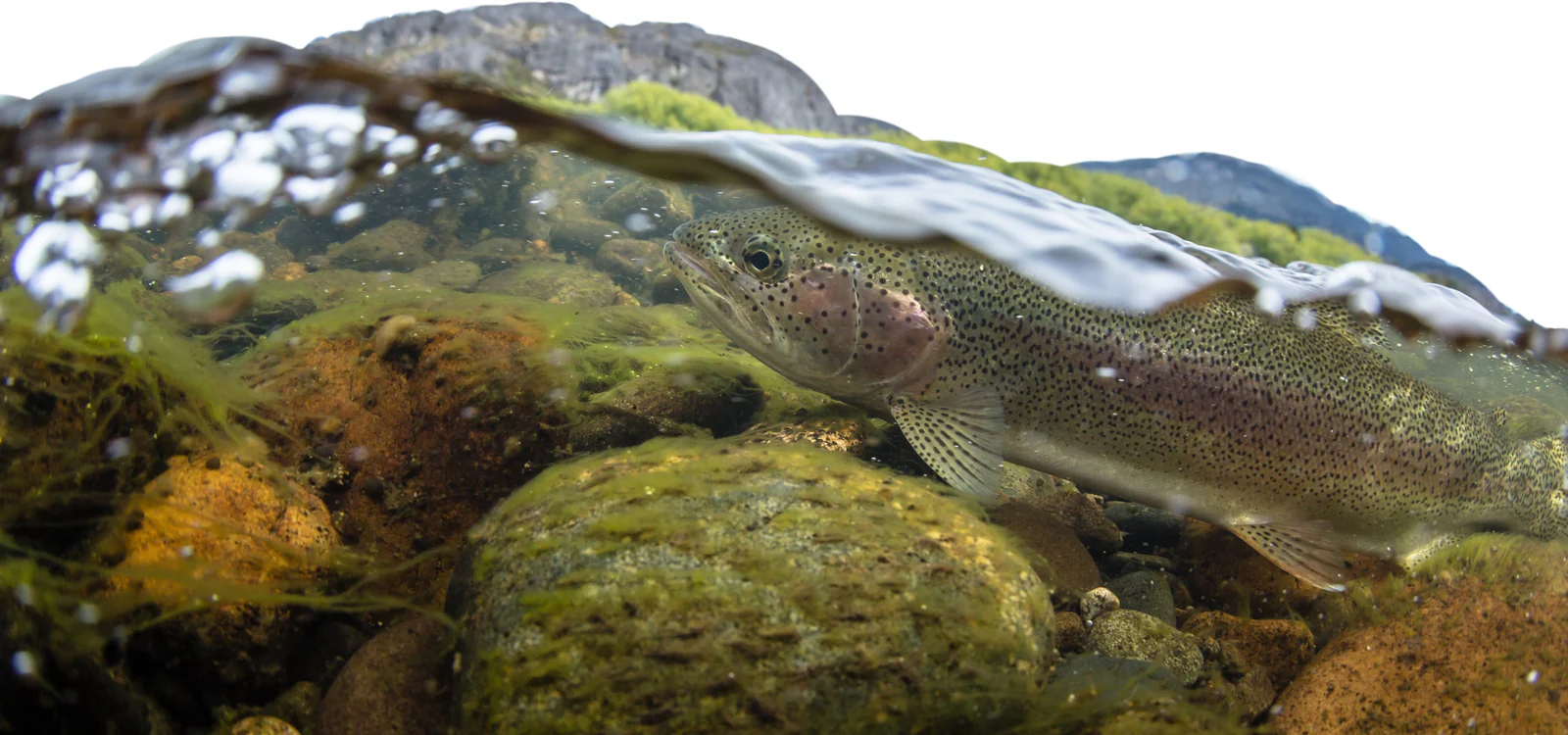 Your Ultimate Global Angling Adventure